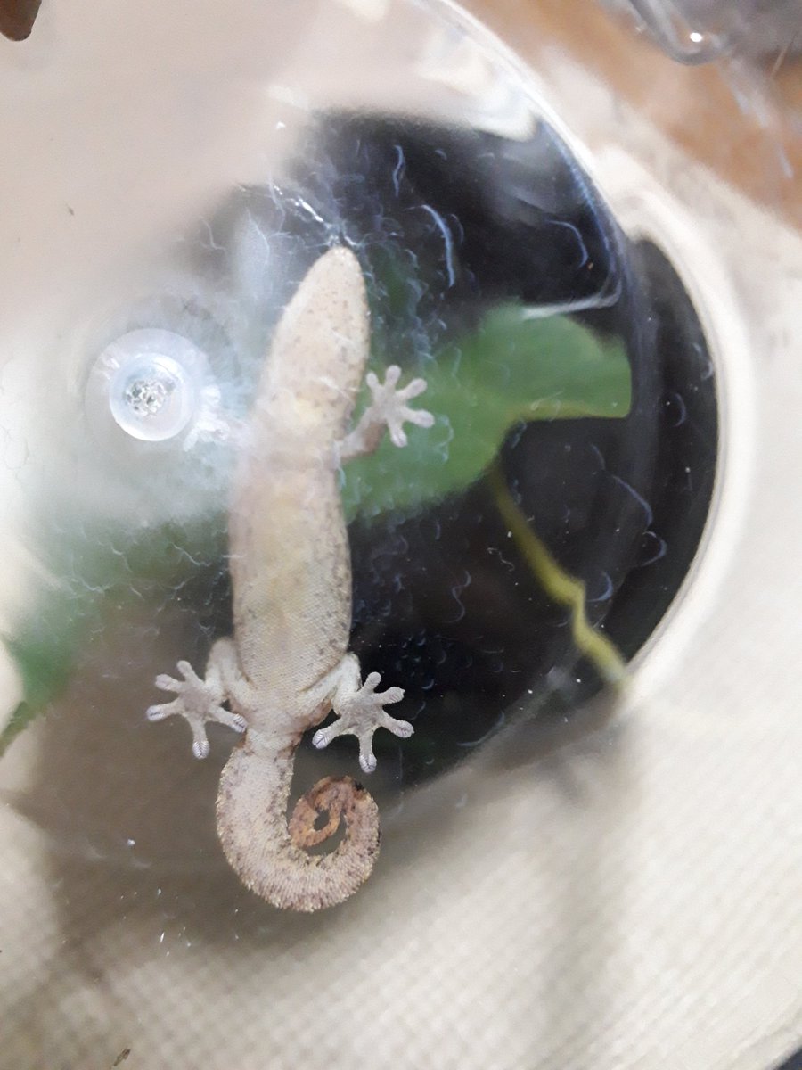 ヤモリ可愛い