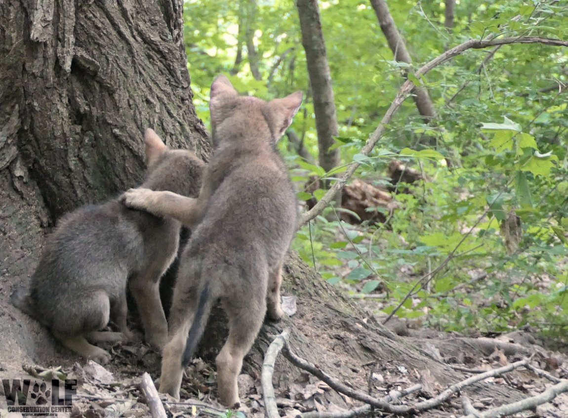 nywolforg's tweet photo. The strength of the wolf is family. #standforwolves https://t.co/5lEGojKxwC