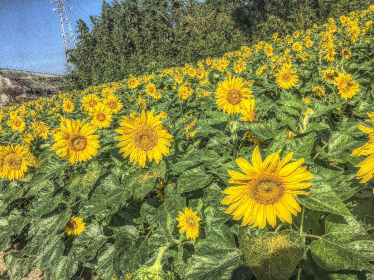 ひまわりひまわりひまわりひまわりひまわりひまわりひまわりひまわりひまわり

太陽に顔向けててこっちを向いてくれない…

ジブリ 関係なくてすみません。