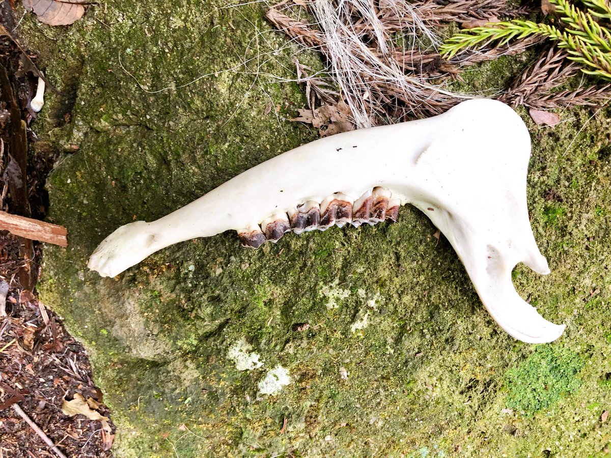 父母が山で見つけた動物の骨? 