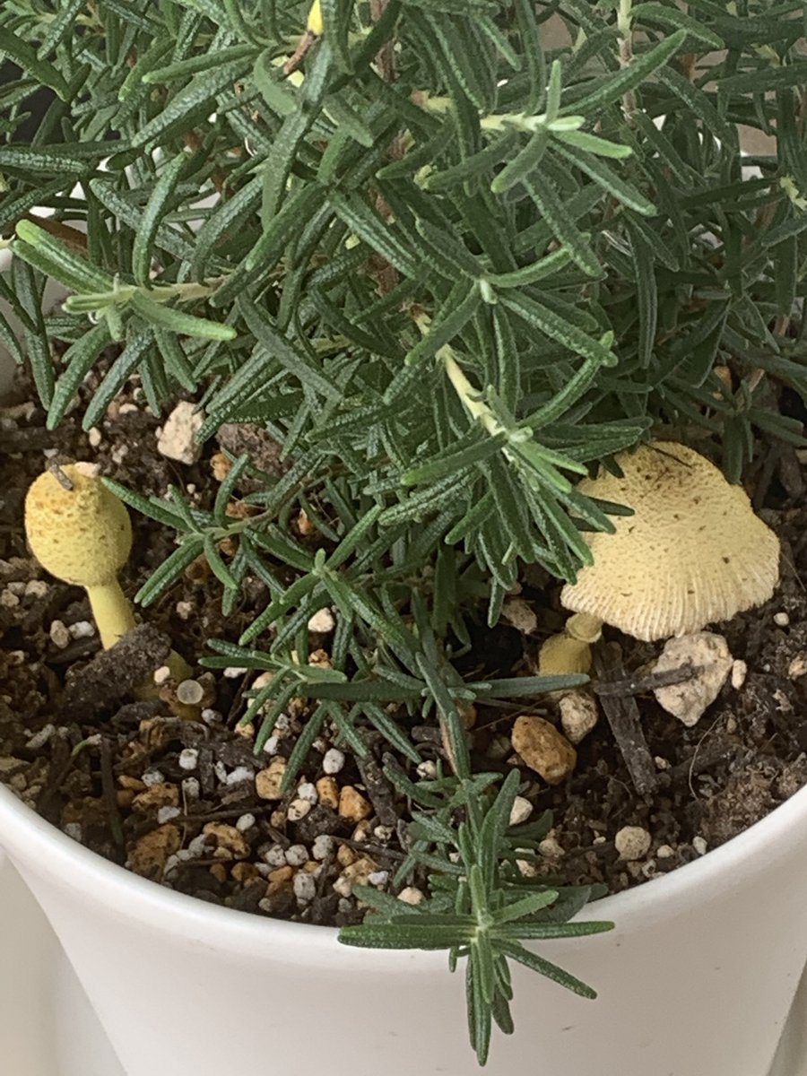 植木鉢のきのこ コガネキヌカラカサタケ Togetter 植木鉢のきのこ コガネキヌカラカサタケ Togetter