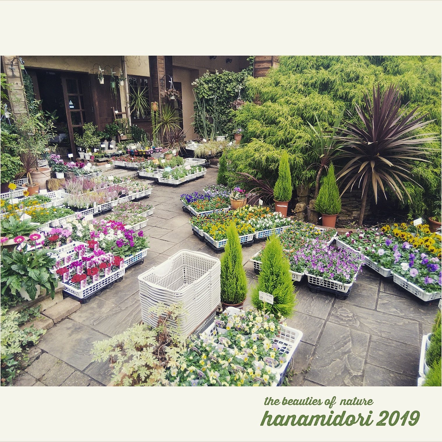 園芸専科 花見鳥 Hanamidori こんにちは 冬のお花 続々入荷中ですよ ガーデニングシーズン突入 寄せ植え 花壇の植え込みに 玄関先を彩りましょう 花苗 パンジー ビオラ 寄せ植え 花壇 花のある暮らし ガーデニング 園芸 園芸店 さいたま