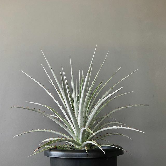 70monet's tweet photo. .
Beautiful silver
.
.
.
.
.
#puya
#puyacoerulea
#2016seeding
#monet_nagasawa https://t.co/MVVIVWeRa9 https://t.co/qc6hrFBoK1