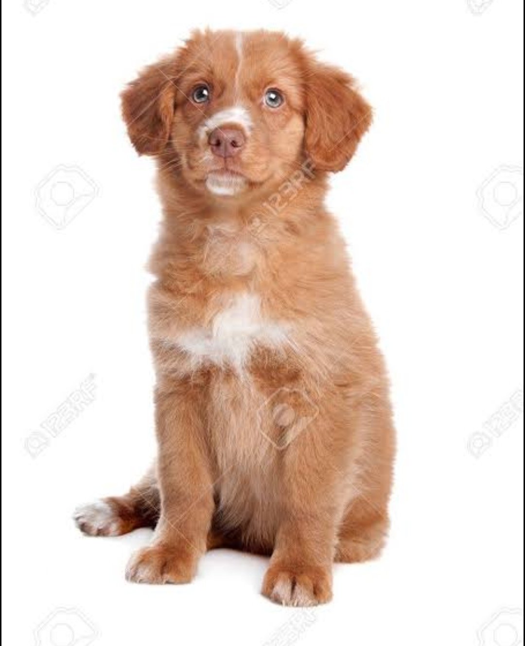 栗まんじゅう 軍用犬のイメージでシェパードにしたけど 毛色で選ぶなら理鶯はノヴァスコシアダックトーリングレトリーバーだと思う T Co Ct9qin8rhk Twitter