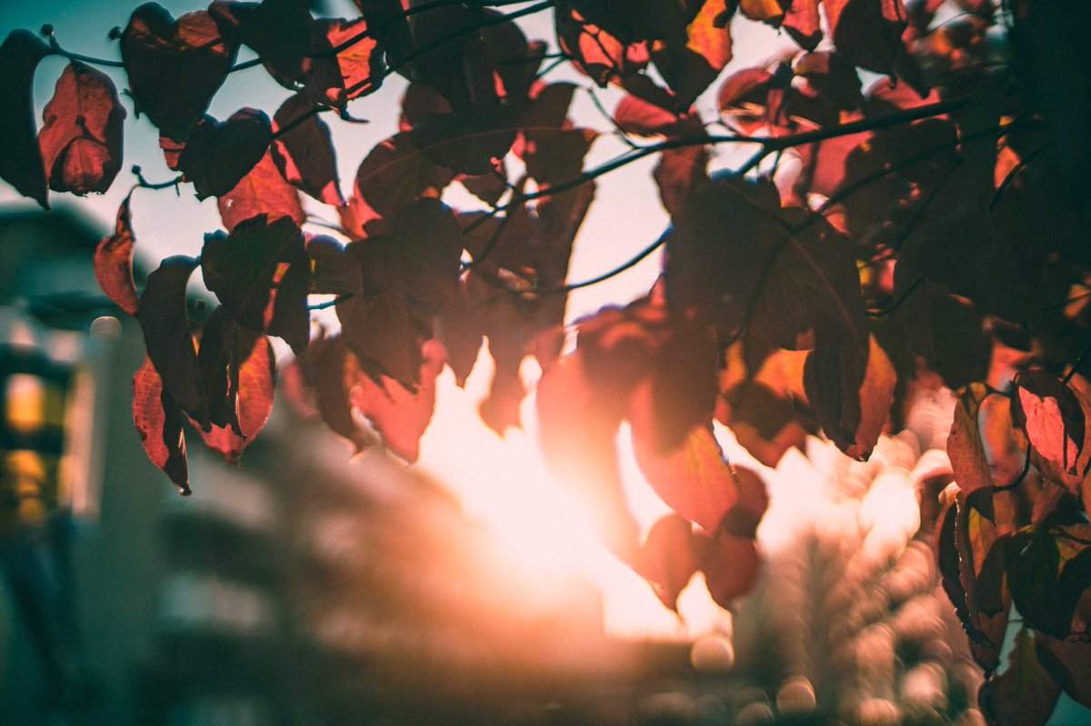 Autumn Sunset

#autumnsunset #autumnwinter2019 #autumn #sunset #sunsetscape #lightleak #cityscape  #photooftheday #photobyme #sonyalpha #nikkor35mm #oldlens #manualfocus #manuallens #オールドレンズ #マニュアルフォーカス #マニュアルレンズ #写活 #ファインダー越しの私の世界