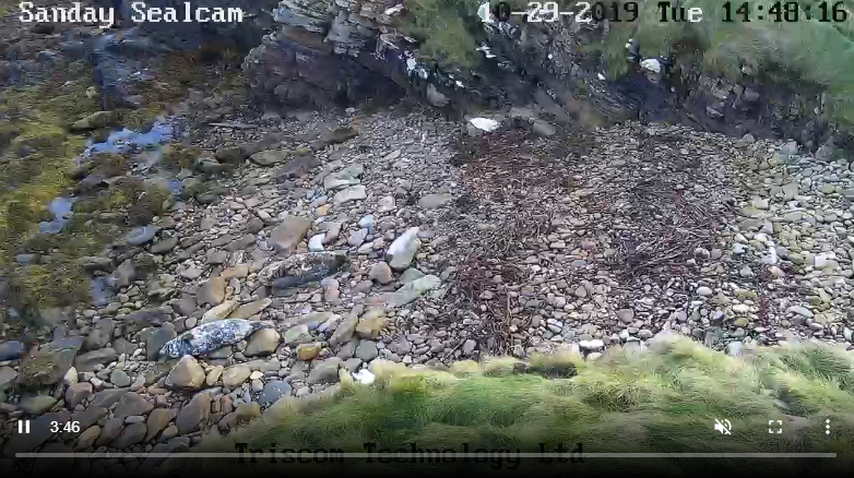 orkneycom's tweet photo. It's grey seal-pupping season in #Orkney just now π
Take a live look at a local beach with the @SandayRanger seal cam π https://t.co/PUvpRve8Sr π
#OrkneyWeekend #VisitOrkney #ScotlandIsNow https://t.co/meKeVPIQx4