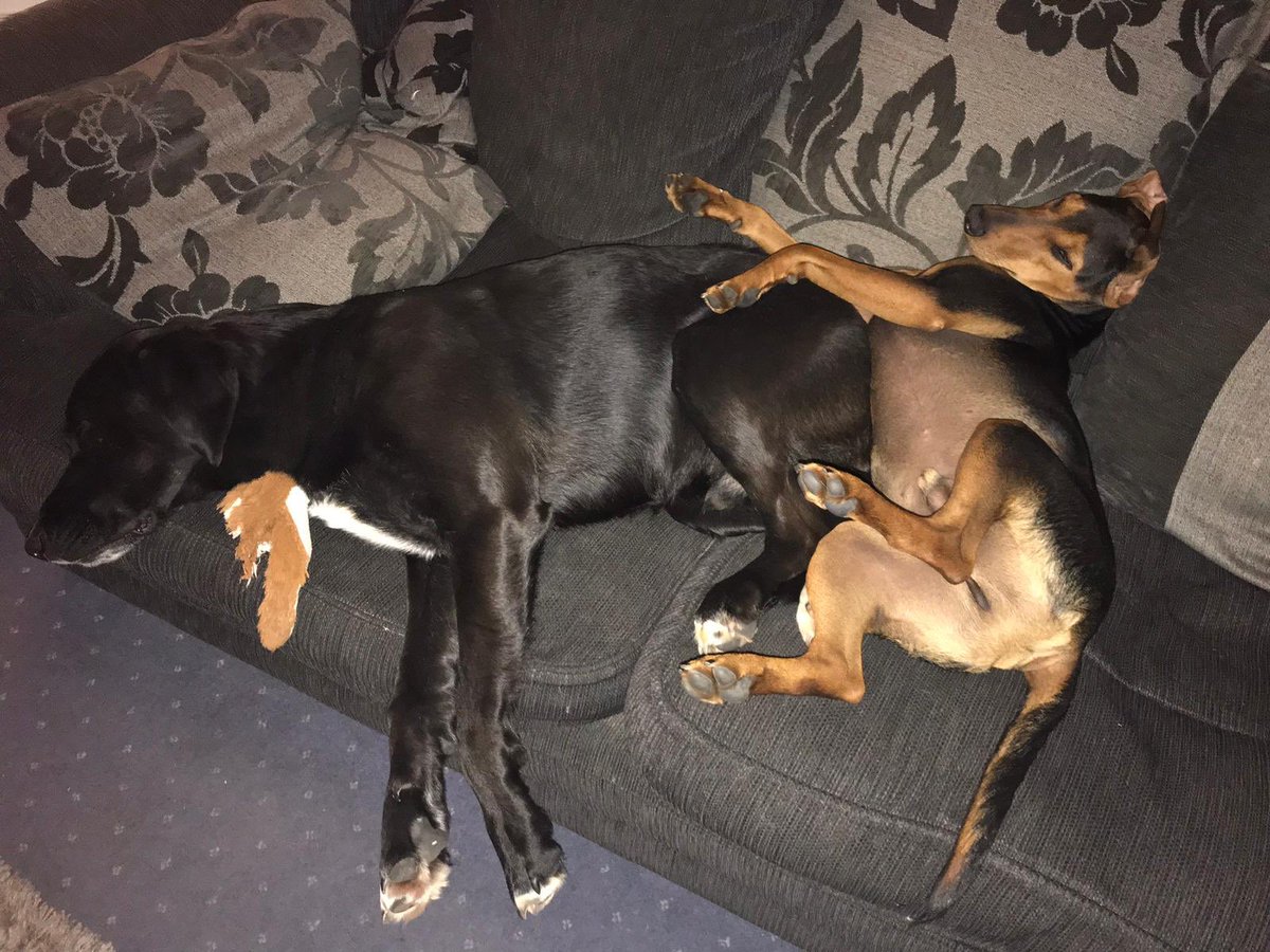 RaspberryGiggle's tweet image. A lovely lady I work with has a house full of @BalkanUnderdogs They are the most gorgeous dogs!