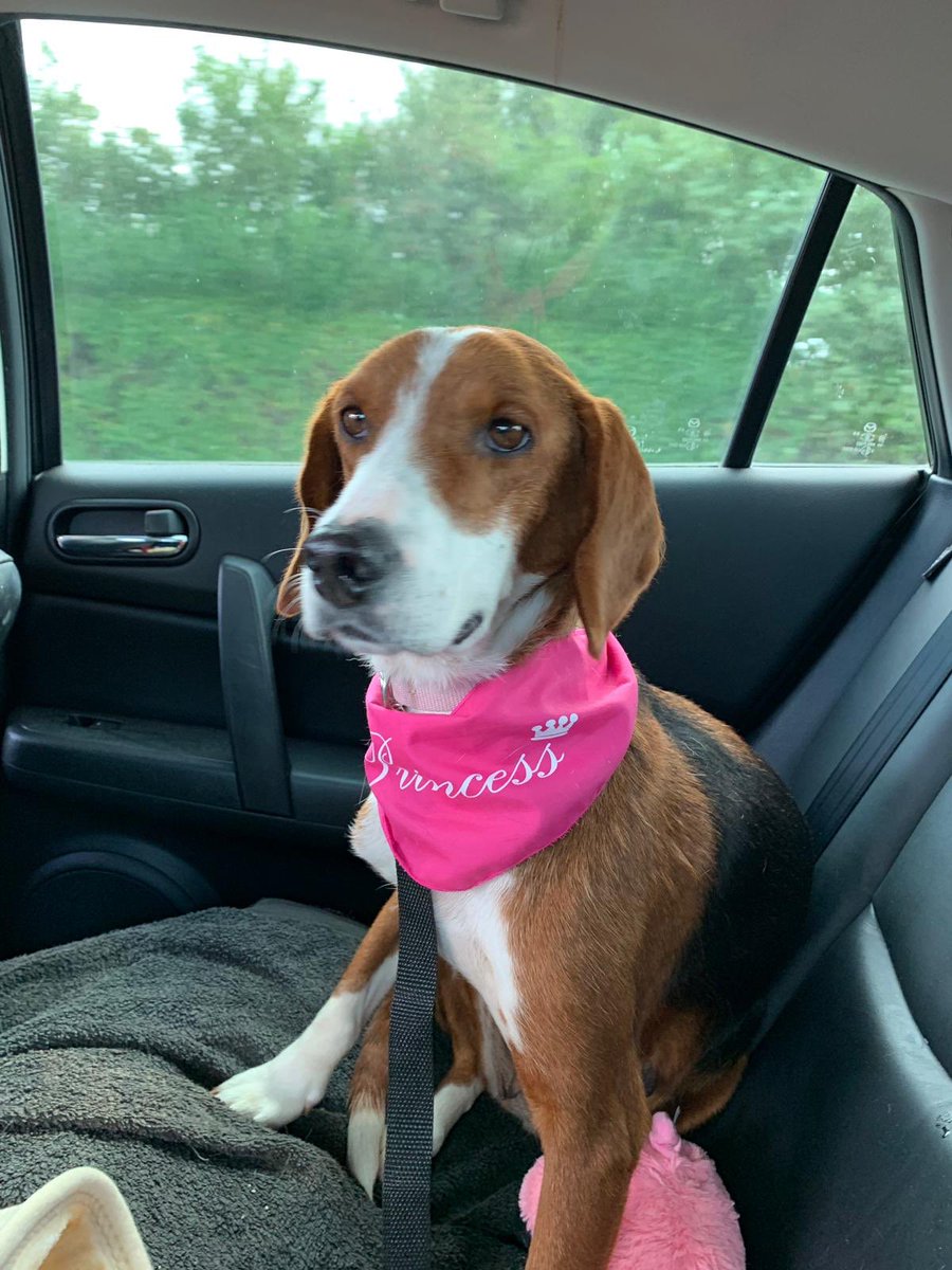 RaspberryGiggle's tweet image. A lovely lady I work with has a house full of @BalkanUnderdogs They are the most gorgeous dogs!