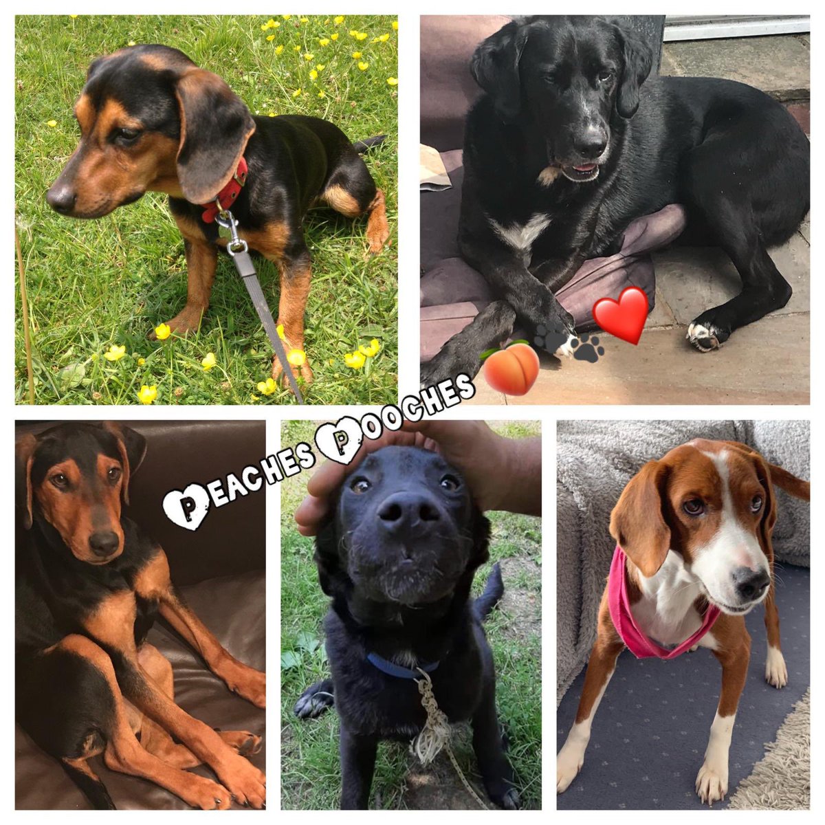 RaspberryGiggle's tweet image. A lovely lady I work with has a house full of @BalkanUnderdogs They are the most gorgeous dogs!