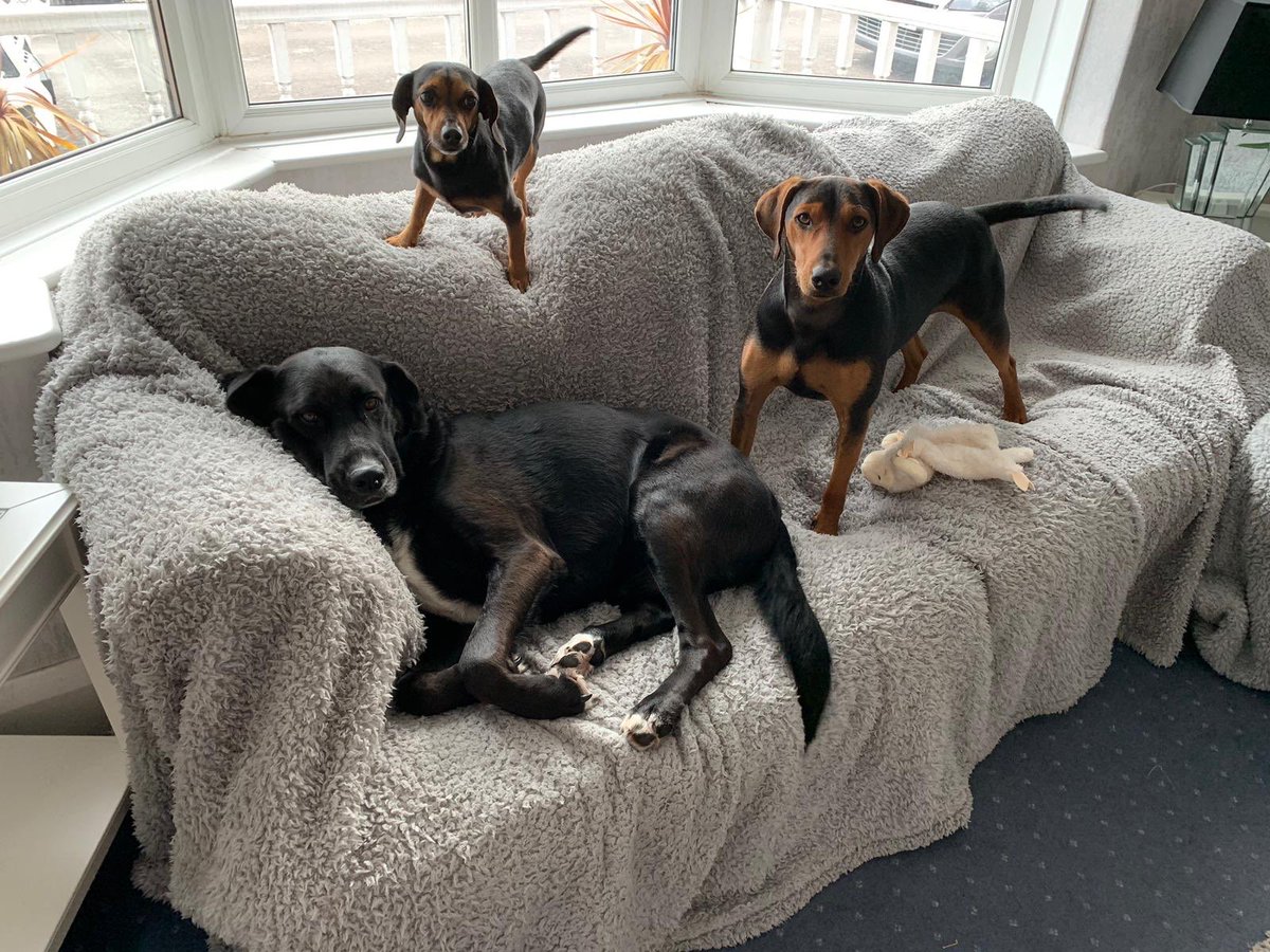 RaspberryGiggle's tweet image. A lovely lady I work with has a house full of @BalkanUnderdogs They are the most gorgeous dogs!