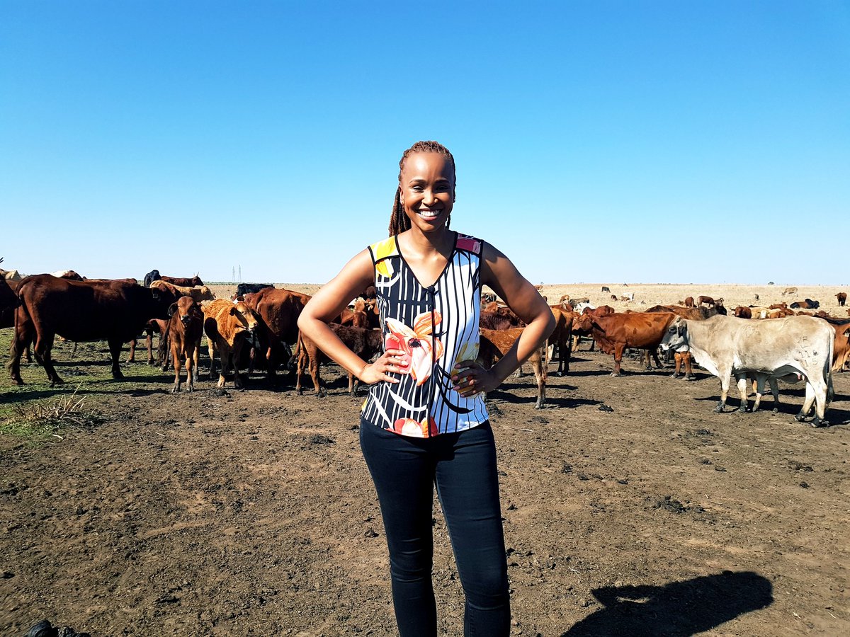 clairemawisa's tweet image. ever wanted to invest in livestock, but you know nothing about taking care of cows &amp;amp; have that little issue of not owning any land? nthuthuko shezi may have the perfect solution for you! find out more tonight on @carteblanchetv at 7pm only on @mnettv channel 101 #carteblanche