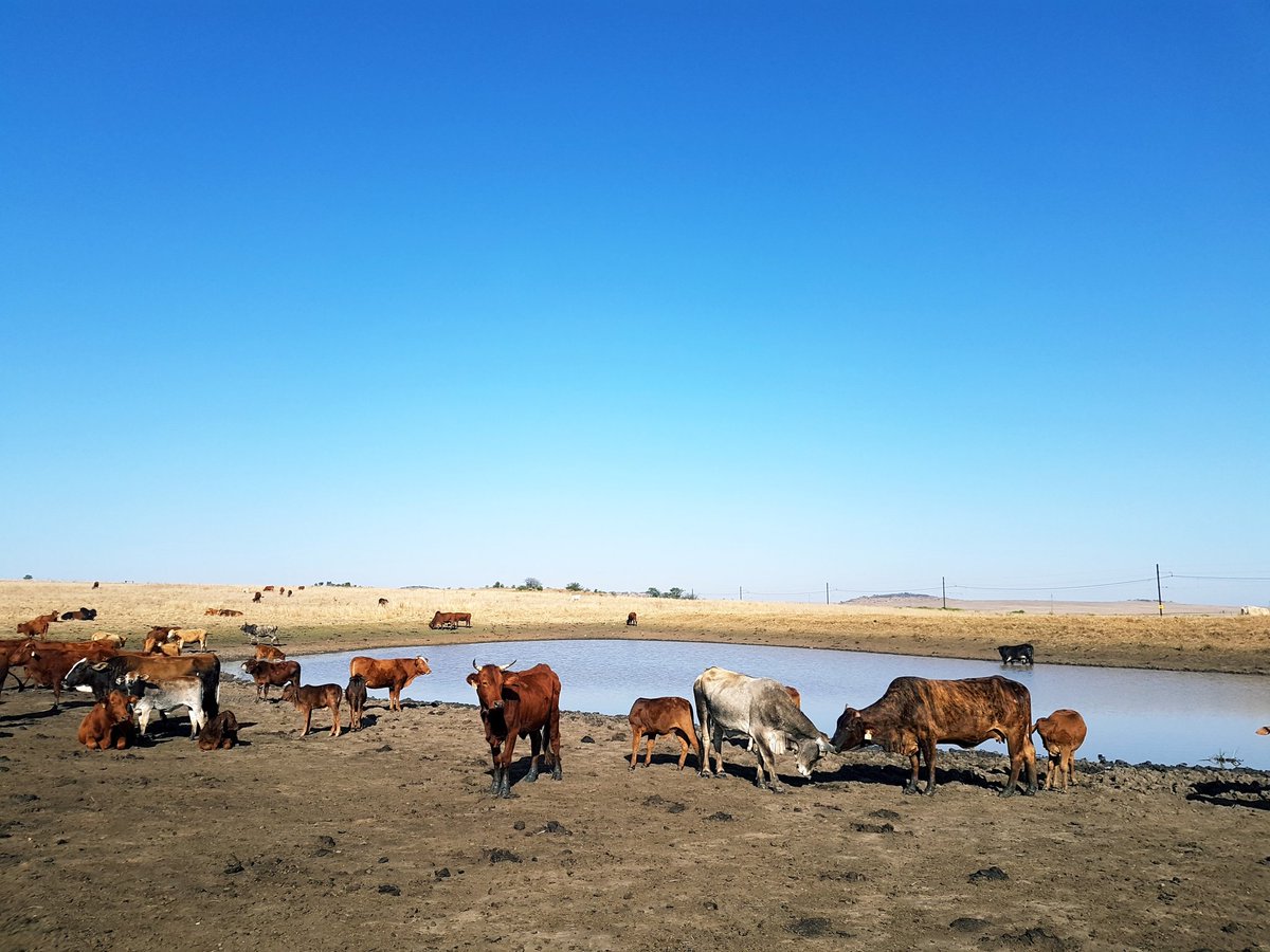 clairemawisa's tweet image. ever wanted to invest in livestock, but you know nothing about taking care of cows &amp;amp; have that little issue of not owning any land? nthuthuko shezi may have the perfect solution for you! find out more tonight on @carteblanchetv at 7pm only on @mnettv channel 101 #carteblanche