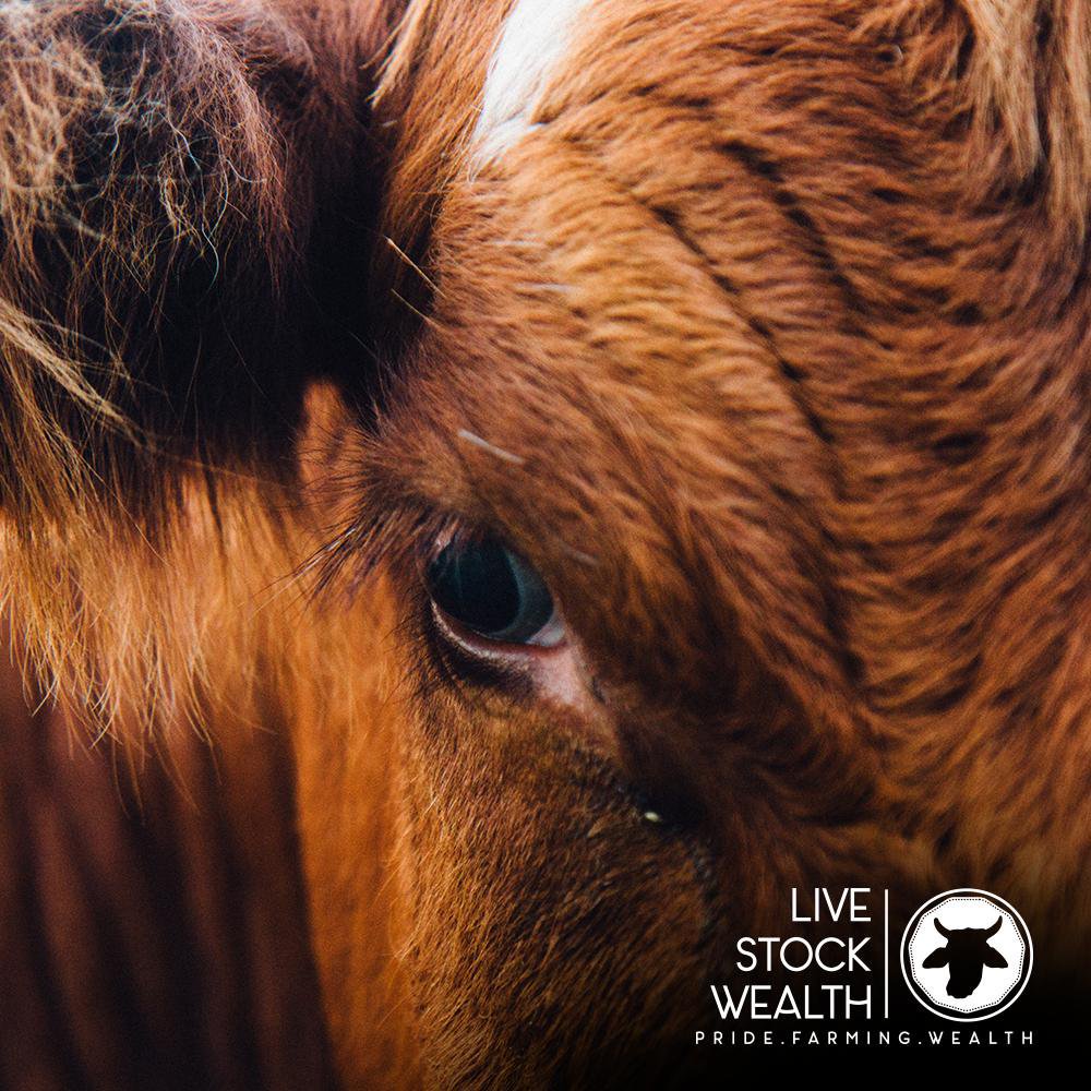 clairemawisa's tweet image. ever wanted to invest in livestock, but you know nothing about taking care of cows &amp;amp; have that little issue of not owning any land? nthuthuko shezi may have the perfect solution for you! find out more tonight on @carteblanchetv at 7pm only on @mnettv channel 101 #carteblanche