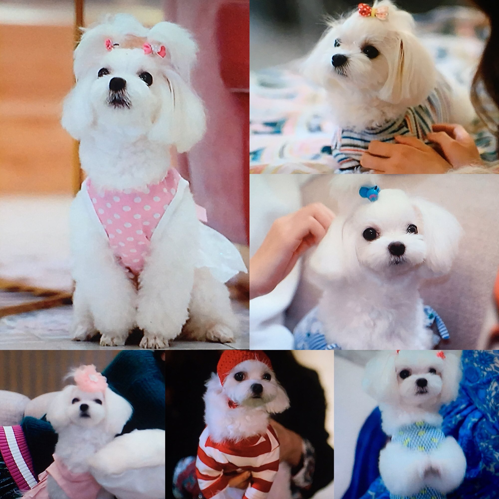 Jpirasutotavjib ベスト 犬 キンカン 犬 キンカン 匂い
