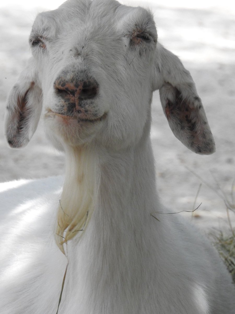 Mandyhawk19's tweet photo. I wish our offense would heat up #onegoat https://t.co/kHyrm1vsUY