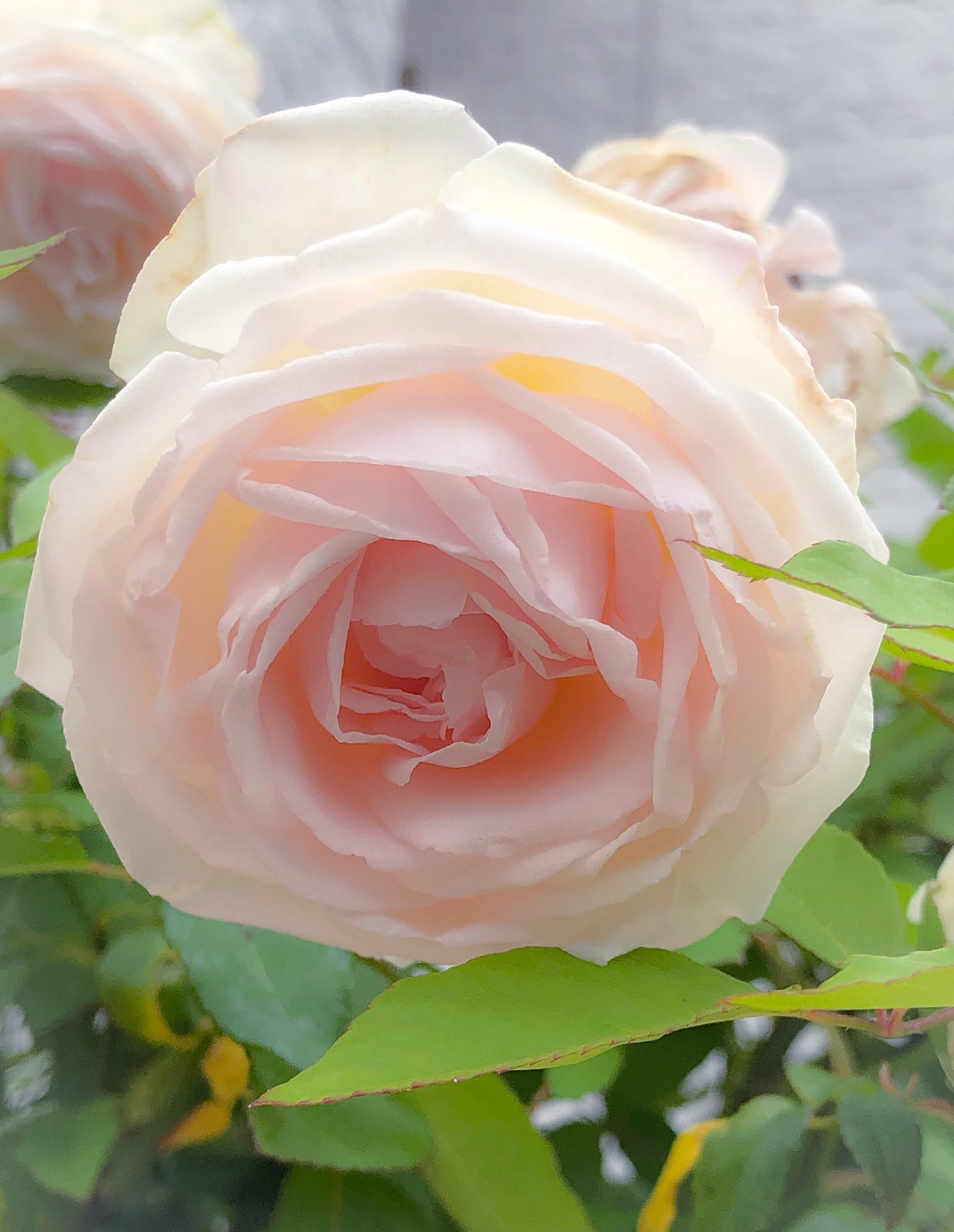 تويتر 藤田重信 على تويتر 庭薔薇 薔薇名マダム ブラヴィ 作出は1846年 薔薇 の淘汰は激しい中170年経っても愛され続けているティーローズ 後にモダンローズの歴史的第1号名花ラ フランスの母なのです 人の目線ではお辞儀薔薇ですのでイマイチですがローアングル