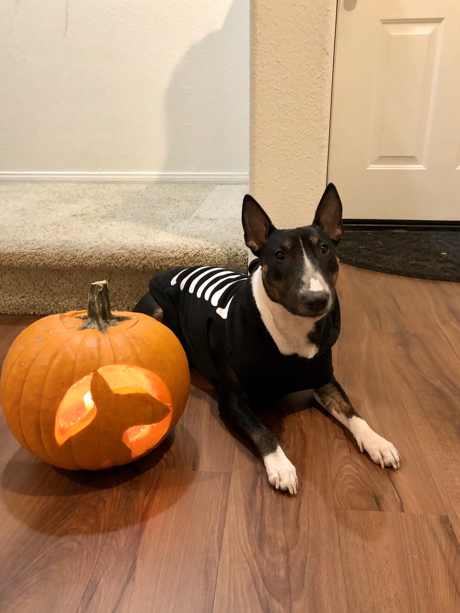 _adriannaraven's tweet photo. a little late but Lana’s 2nd Halloween 🎃🐶 #minibully https://t.co/dr89BvD6kH