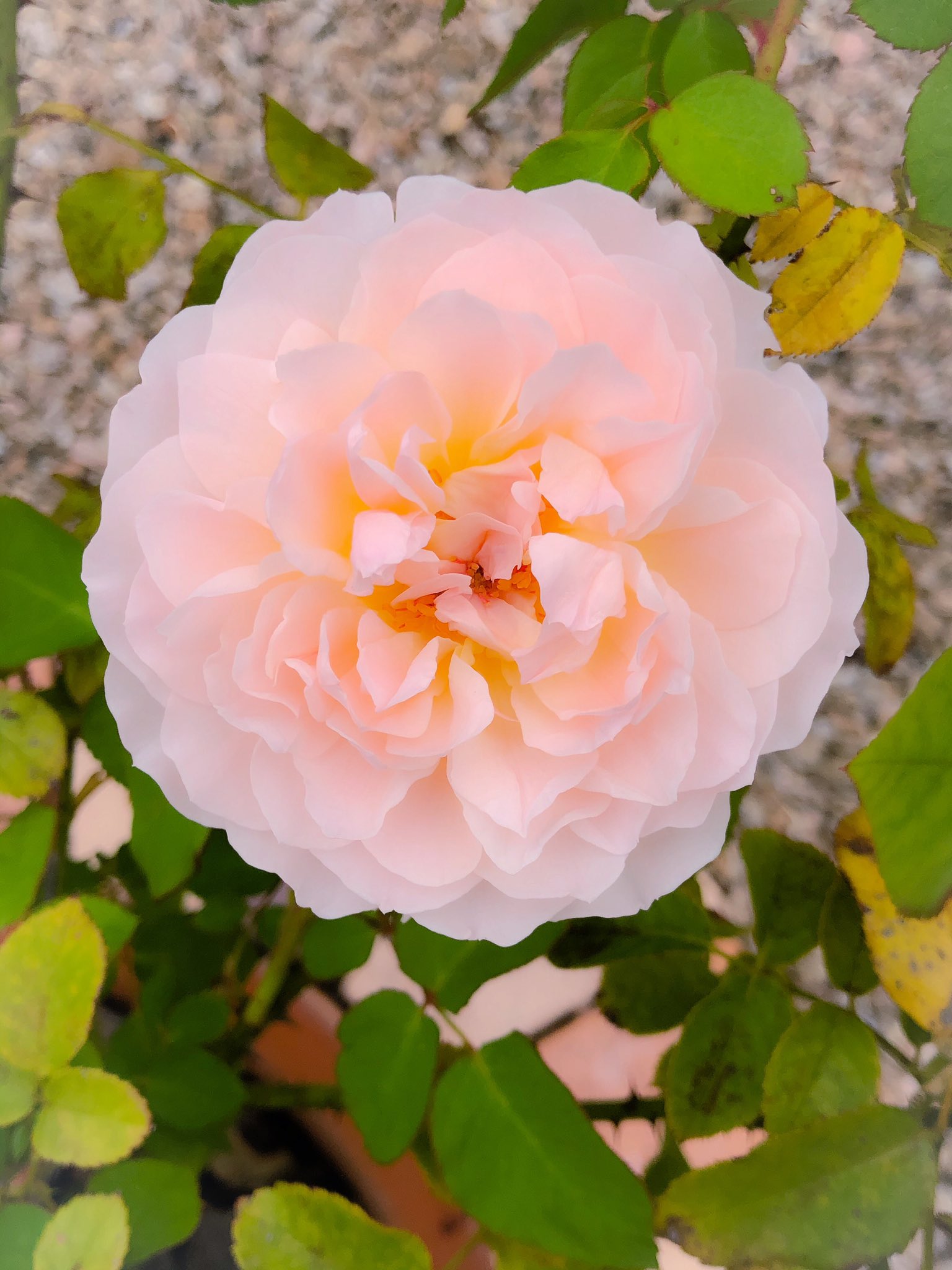 藤田重信 庭薔薇 薔薇名メアリー マグダレン デビットオースチンのイングリッシュローズで1998年作出 とっくにカタログ落ちの 薔薇で淘汰は厳しい 薔薇を育て始めた04年頃ネット上には世の奥様ローザリアン方々でメアリーマグダレンクラブがあったほど 藤田重信 庭薔薇 薔薇名メアリー マグダレン デビットオースチンのイングリッシュローズで1998年作出 とっくにカタログ落ちの 薔薇で淘汰は厳しい 薔薇を育て始めた04年頃ネット上には世の奥様ローザリアン方々でメアリーマグダレンクラブがあったほど