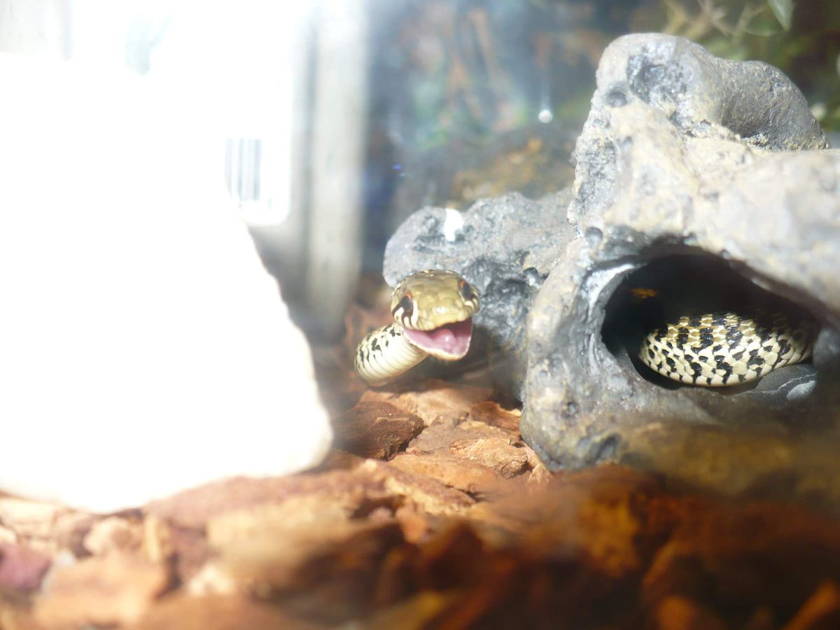 KantarOrca's tweet photo. Lets see if I have interest in twitter if I start posting my snakes #garters #snakes #reptiles #CutenessOverload #Smile https://t.co/QIHuQKnZHd