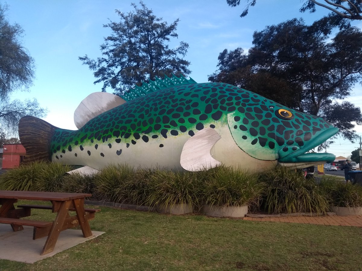 BigAussieThings's tweet photo. Thank cod we found it! #bigmurraycod #bigfish #swanhill #bigthingsdownunder #bigthingsofaustralia #bigthingsaustralia #bigthingsofvictoria #visitvictoria #victoria #australia #seeaustralia #roadsideattractions https://t.co/qELZaX67Ar