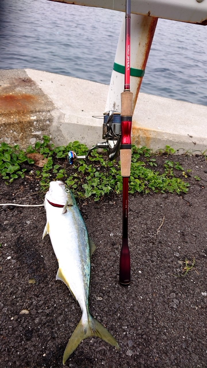 Hideぴょい 今日も 楽しかった ヤズの 群れがすごかった 水族館かと思った 晩飯は ブリの刺身とイカも 釣れたから イカの刺身 ロッド 18ワールドシャウラ 23rsｰ2 リール 18 Stella 4000xg Peライン Varivas Avani ジギング 10 10 X8 1 5号 リーダー7号