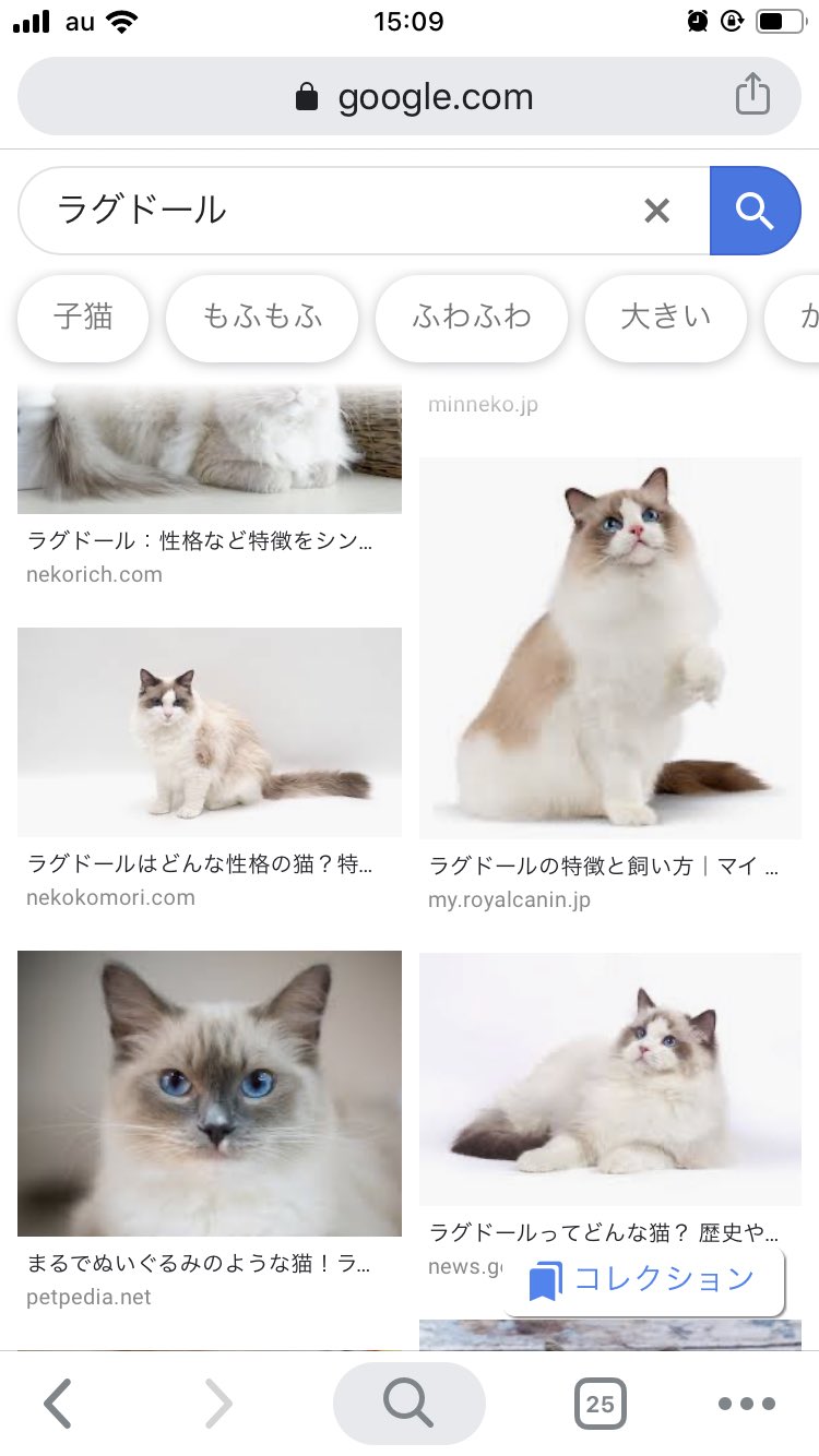 柚胡椒せんべい Sulohisa 0124 ラグドールって毛色が２種類あるみたいなんだけど うちのラグドール は両方楽しめるような柄になってる ᵕᴗᵕ W T Co Nzcfpae85f Twitter