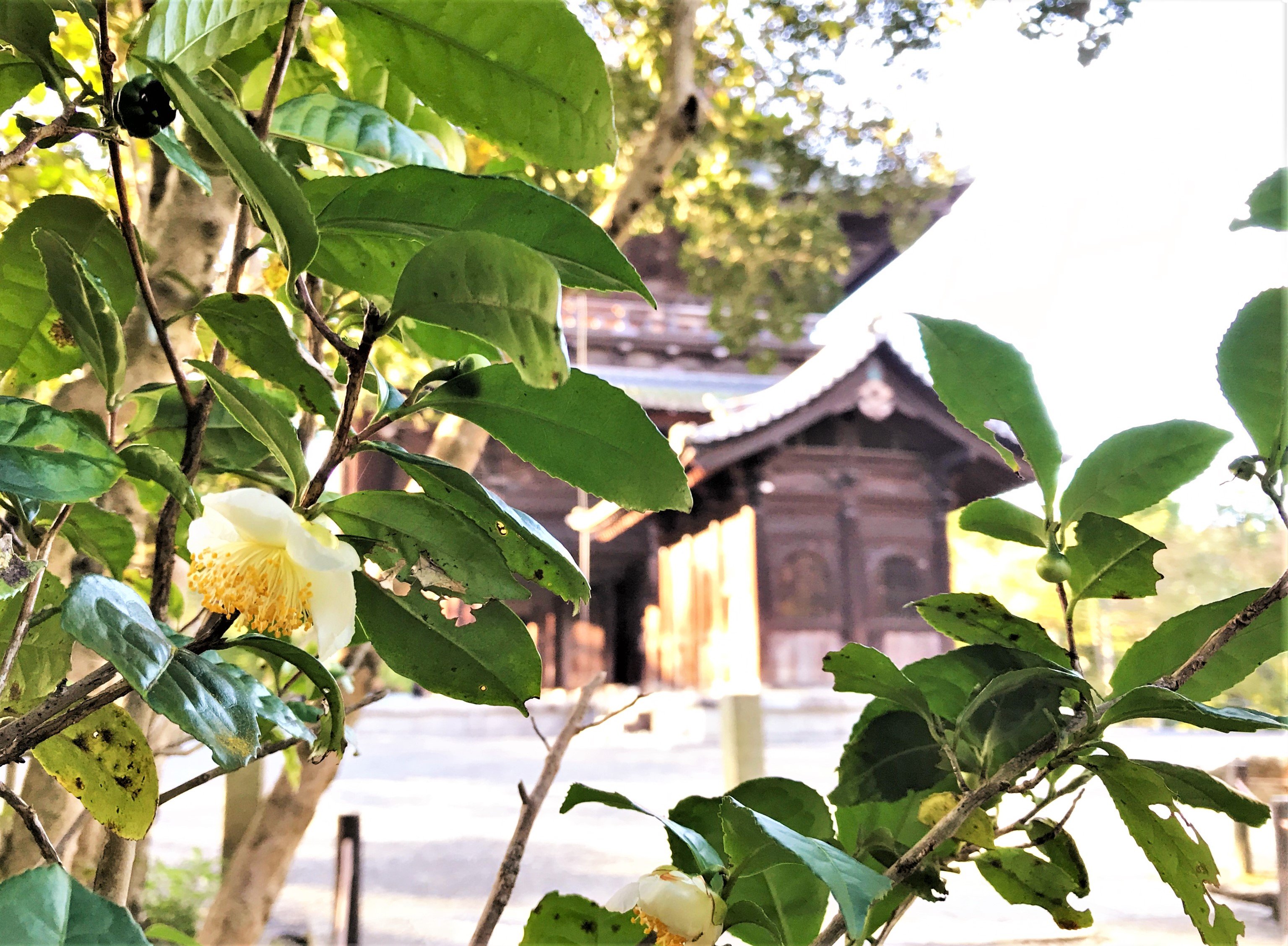 南禅寺 11月に入り 山茶花の花を見かけるようになりました 南禅寺の境内では濃いピンク色のものが殆どですが 三門近くで白い花 もひっそりと 方丈庭園前の垣根も山茶花の木 紅葉が終わるころに咲きだします T Co 4quu3xqnpu Twitter