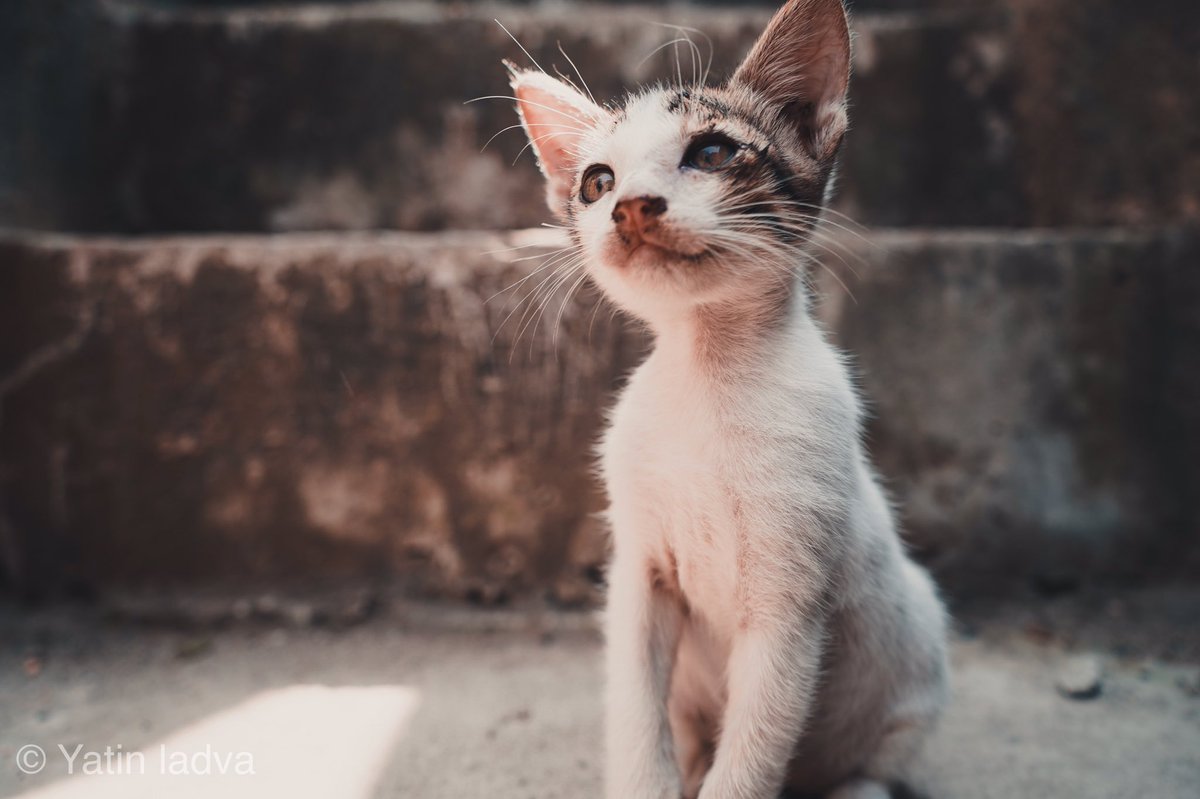 Hello!❤️ 
#kitten #photographyislife #wildlifephotography #potrait #SundayThoughts #photographyindia #UFC244