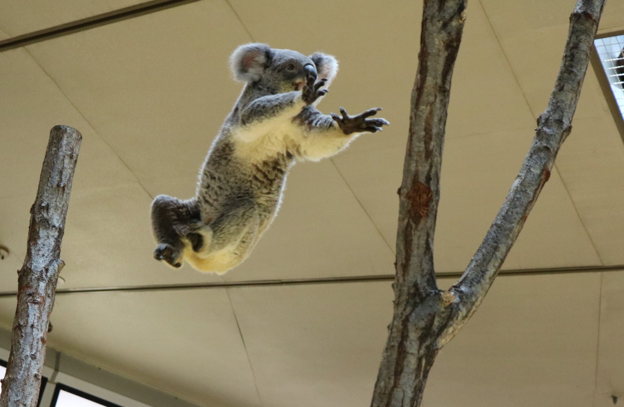 横浜市立金沢動物園【公式】 on X: 横浜市立金沢動物園【公式】 on X: