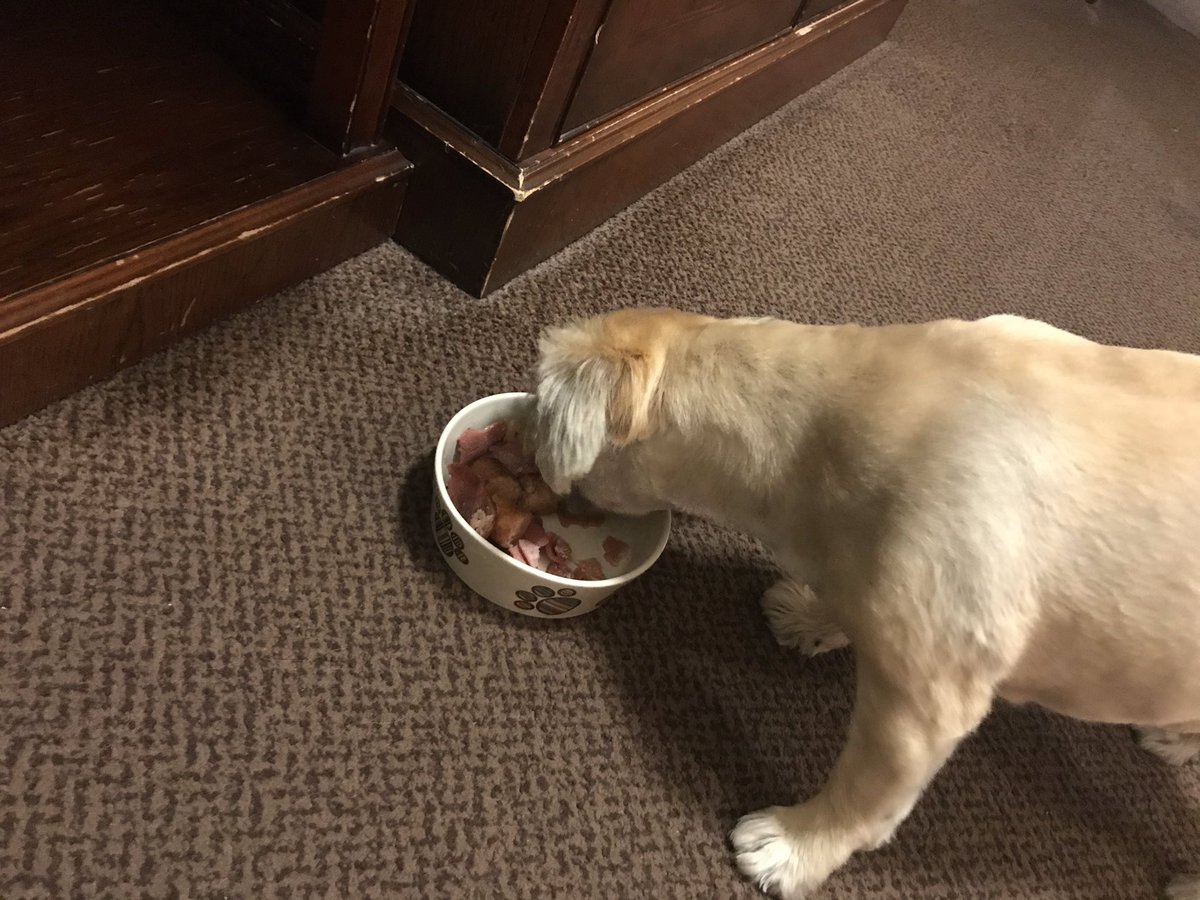 Attwood7Sarah's tweet photo. When you have to pass on the full cooked and give it to your dog instead because your racing #feelingpained #pugzulife #happydog #borntorun #templeton10 https://t.co/zbybrTspE9