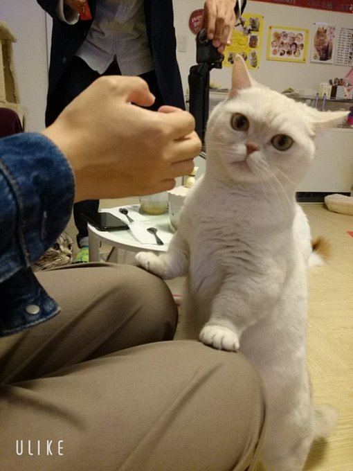 22年版 長野県でおすすめの猫カフェ12選 猫に会えるカフェ3選 猫カフェナビ