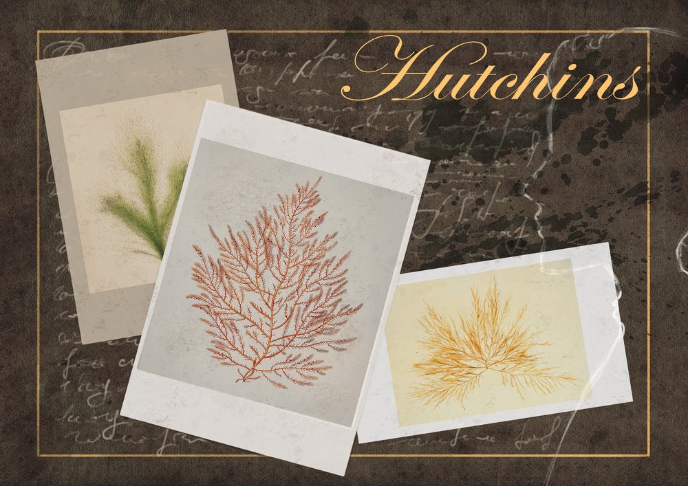 Part 2 of our conversation with Madeline Hutchins and Frances Gallagher is up!
#ellenhutchins #womeninscience #seaweed #algae

bit.ly/Ht4n5311