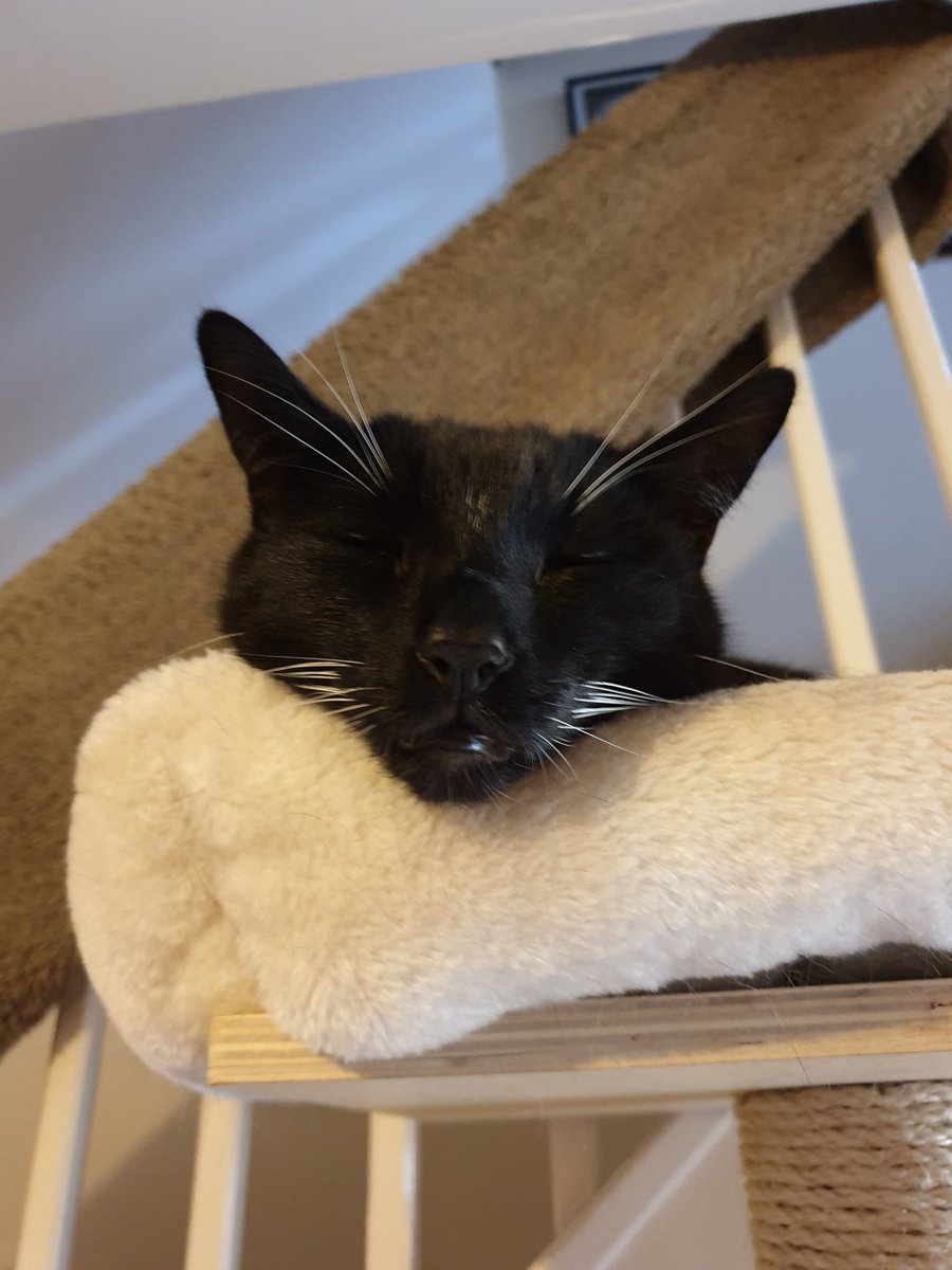 AwGeorgeCat's tweet photo. Lazy Sunday for me 😺
#cat #cats #catslife #CatsOfTwitter #tuxie #tuxiesrule https://t.co/IH0NulCoUg