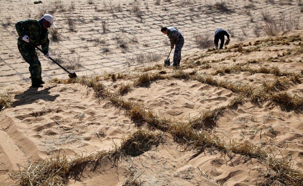 сохранение влаги в почве. методы борьбы с засухой. способы борьбы с засухой. профилактика засухи. му-ус пустыня в китае.