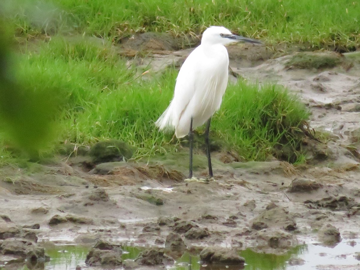 AlasdairGordon1's tweet photo. .@CBWPS1 @RSPBSouthWest @NE_DCIoS @beauty_cornwall @BTO_Cornwall @CwallWildlife @Britnatureguide @Team4Nature @NatureUK Little Egrit in the wetlands between #theCamelTrail & #TheRiverCamel at half-term. #waders #egrit #Wadebridge #Cornwall https://t.co/9vQnlC3dMe