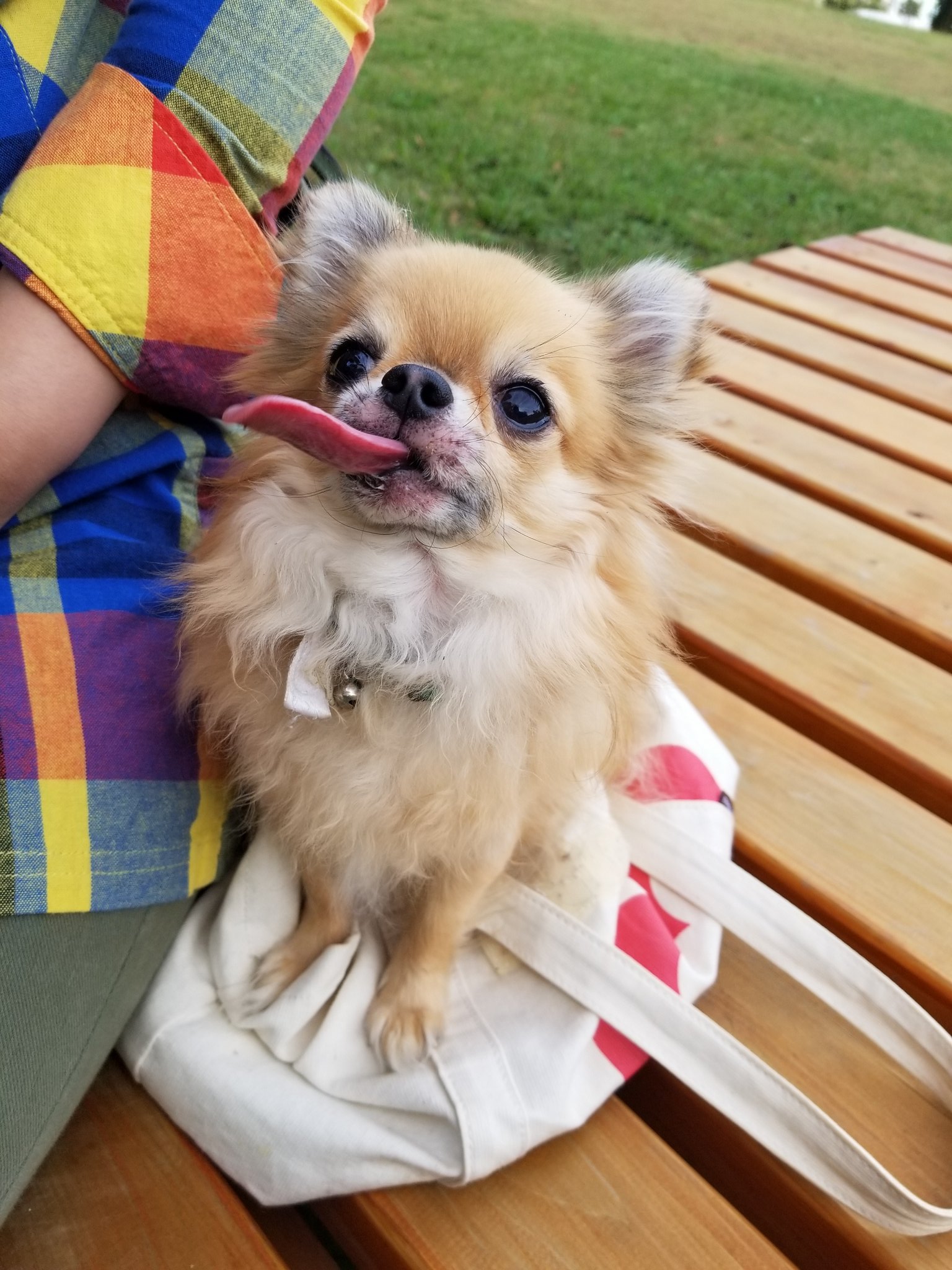 Miri 舌長い ぶさかわ チワワ きゅーちゃん 愛犬 T Co Ptajpdiiqf Twitter