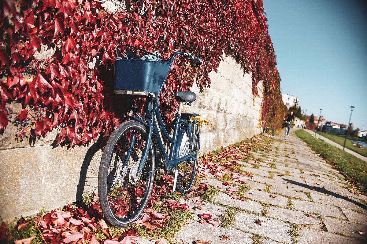 WAVELO_ROWERY's tweet photo. Pierwsza listopadowa niedziela 😊🍁🚲 https://t.co/kMadx3S8UU