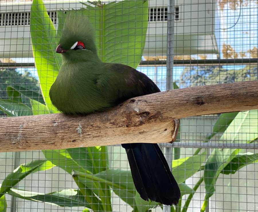 昼下がりの睡魔に負ける鳥たち 