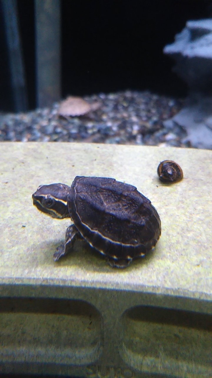 半田水園 岐阜店 水中で飼育できる小型の可愛いカメ カブトニオイガメ ミシシッピニオイガメ 甲羅干しの必要はないので手間がかかりません 休憩のために陸を用意してあげてくださいね 人工飼料も良く食べて元気です 亀 癒し