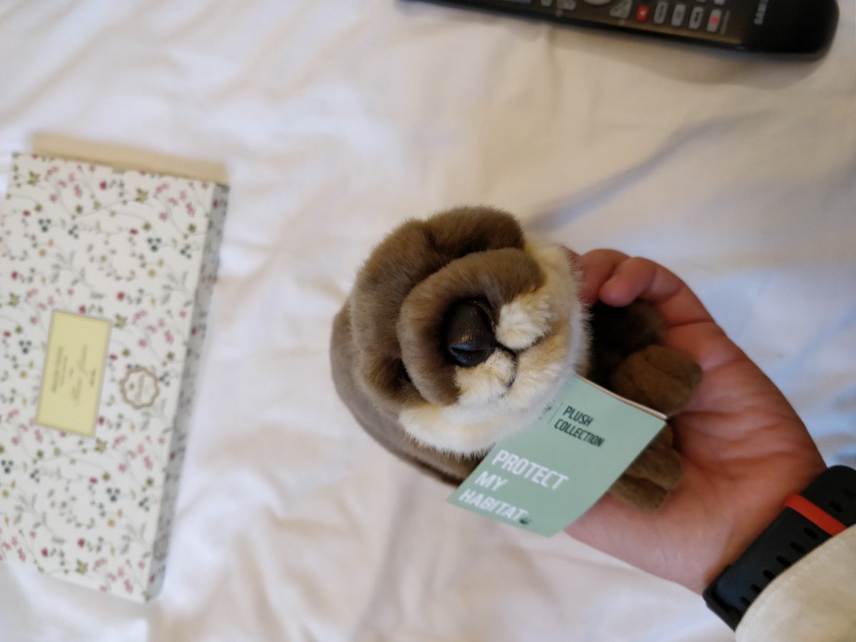 Andreia90's tweet photo. I asked her how was the otter and she said it was great, that she was in her room. She was saying how some of them though it was a boy so there was a name but she said it was a girl for her 😂

She even named it, "Florianotter" 🥺♥️

#FTLOFLO #FTLOF https://t.co/j67qxv0BYR