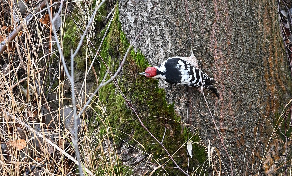 #valkoselkätikka koiras pysähtyi vaelluksellaan #Ilmajoki Alajoen haapametsikköön tankkaamaan #linnut #luonto #haapa #metsä #syksy #monimuotoisuus