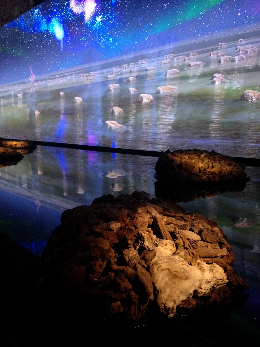 Jessica_Row's tweet image. 'Living Rocks: A Fragment of the Universe' by James Darling &amp;amp; Lesley Forwood. The only Australian collateral project selected for @labiennale 2019 

More: agsa.sa.gov.au/whats-on/exhib…
 
#biennalearte2019 #ausatvenice #labiennale #venicebiennale2019 #venicebiennale #labiennaledivenezia