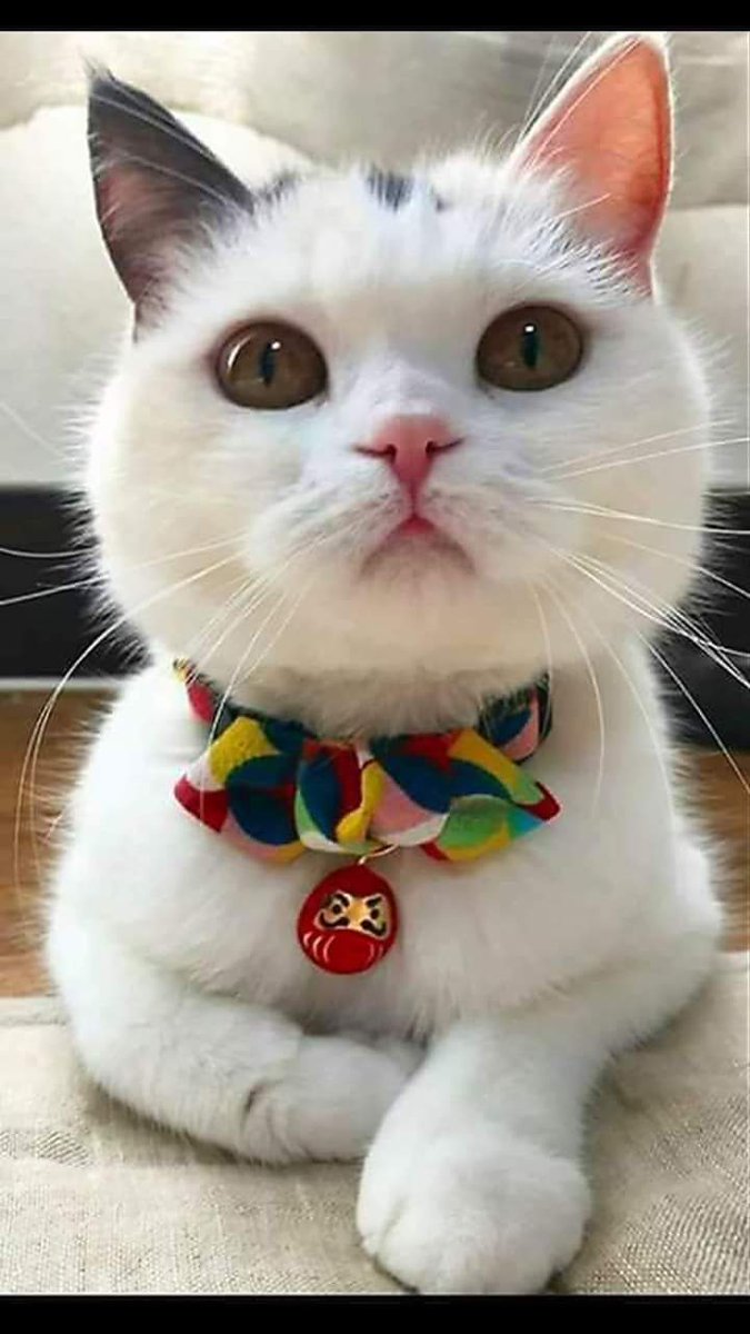 toland_sam's tweet photo. Gorgeous💝💝💝 https://t.co/F5HTvlzanU