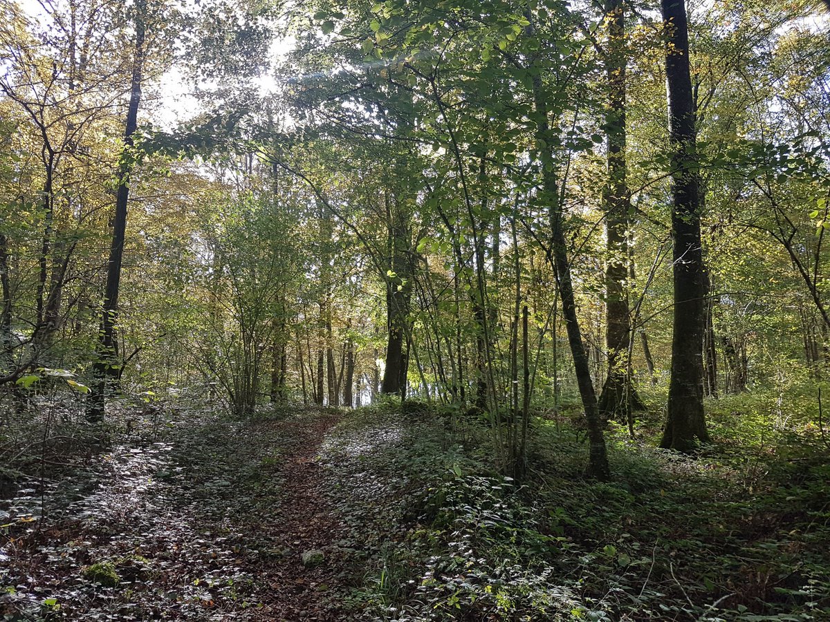 DenisCheissoux's tweet photo. #co2monamour 3.11 Hêtre ou ne pas être un 11e #ParcNationaldeforêts
Diagonale du vide entre ciel et hêtres. Protection et revitalisation d'un territoire géré par les seigneurs de la terre, conservateurs. Beauté ligneuse, fierté nouvelle, air neuf, fabriquer l'avenir @franceinter https://t.co/qsu7zZzi8V
