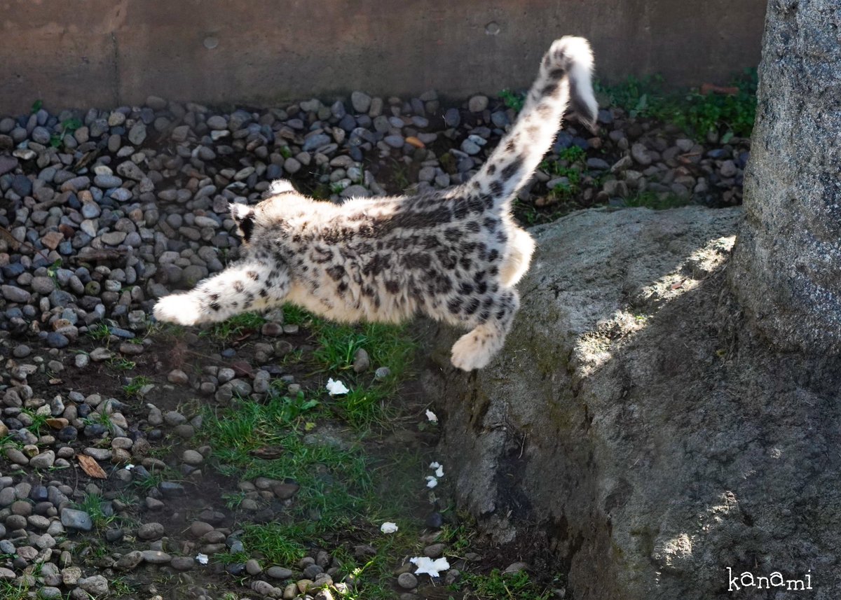 Kanami Sur Twitter とびまーーーーすっ 四肢 尻尾 お尻 全てのフォルムがかわいい 旭山動物園 ユキヒョウ ユキヒョウの赤ちゃん