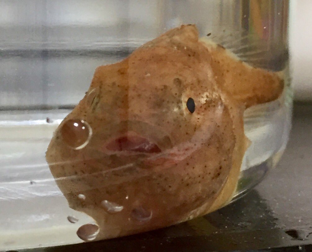 ポンコツチヤ 2 ３日冷蔵庫で飼育した ダンゴウオ T Co Dxwaie0sxo Twitter