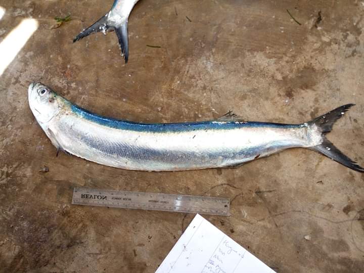 Doing fish ID photos at the market in Kipambwi, one of the biggest fishing towns in Tangani district #tanzaniaresearch #universityofnewengland #tanzaniafieldwork