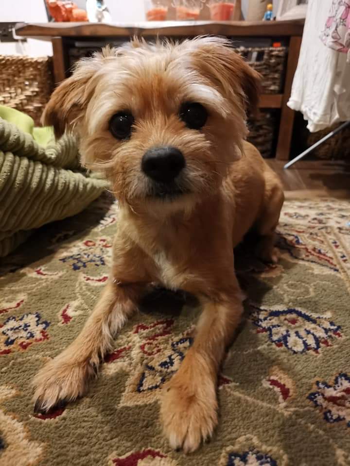 MissingPetsGB's tweet image. 🐕BROOKE went #missing around 4pm on 2 Nov in Mountain Ash #Cwmpenner #CF45
She is very scared as so many #fireworks were going off in her area. Brooke is age 10 #borderterrier X &amp;amp; chipped &amp;amp; wearing collar &amp;amp; tag. She is owner's world #SouthWales #btposse
doglost.co.uk/dog-blog.php?d…