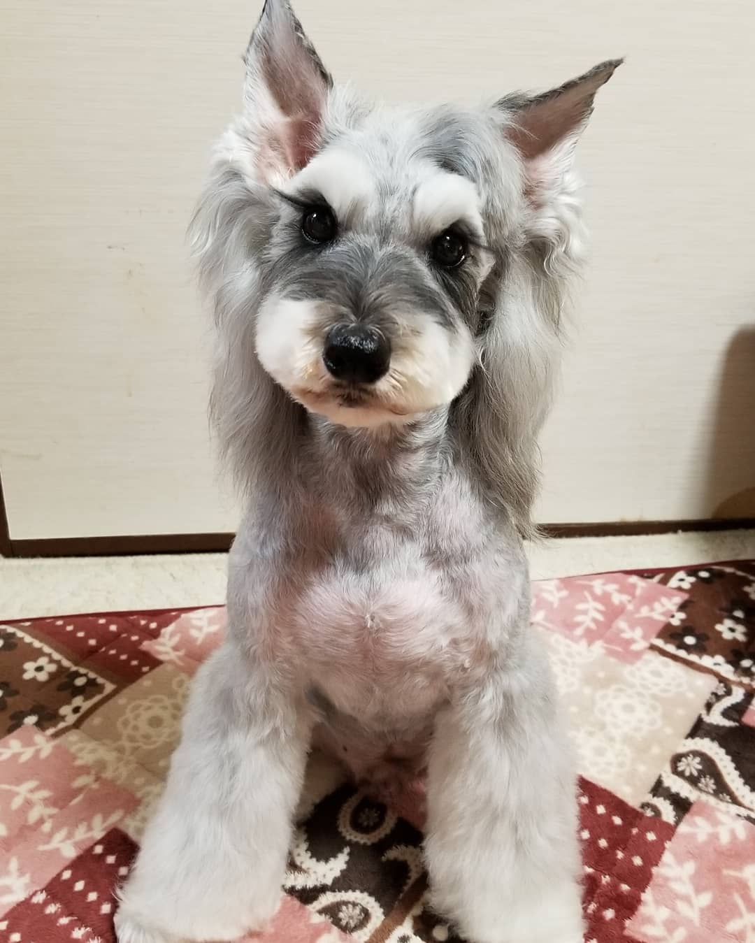O Xrhsths つぐみ鈴子 Sto Twitter シュナ組 トリミングしました あー 可愛い ほんと可愛い ミニチュアシュナウザー トリミング トリマー トリマー犬 アシメ O Xrhsths つぐみ鈴子 Sto Twitter シュナ組 トリミングしました あー 可愛い ほんと可愛い ミニチュアシュナウザー トリミング トリマー トリマー犬 アシメ