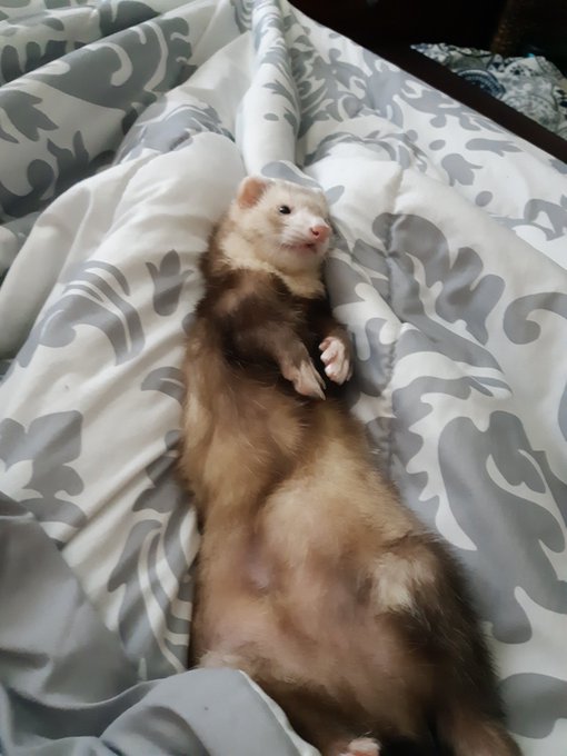 Watch FoxyPrince ♡'s leaked NSFW photo on TwXstars